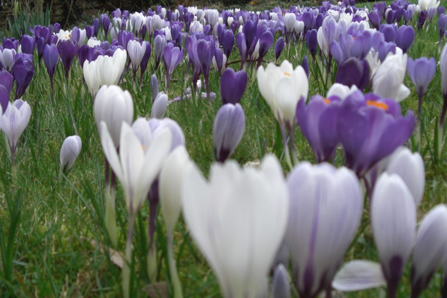 The Holt crocii